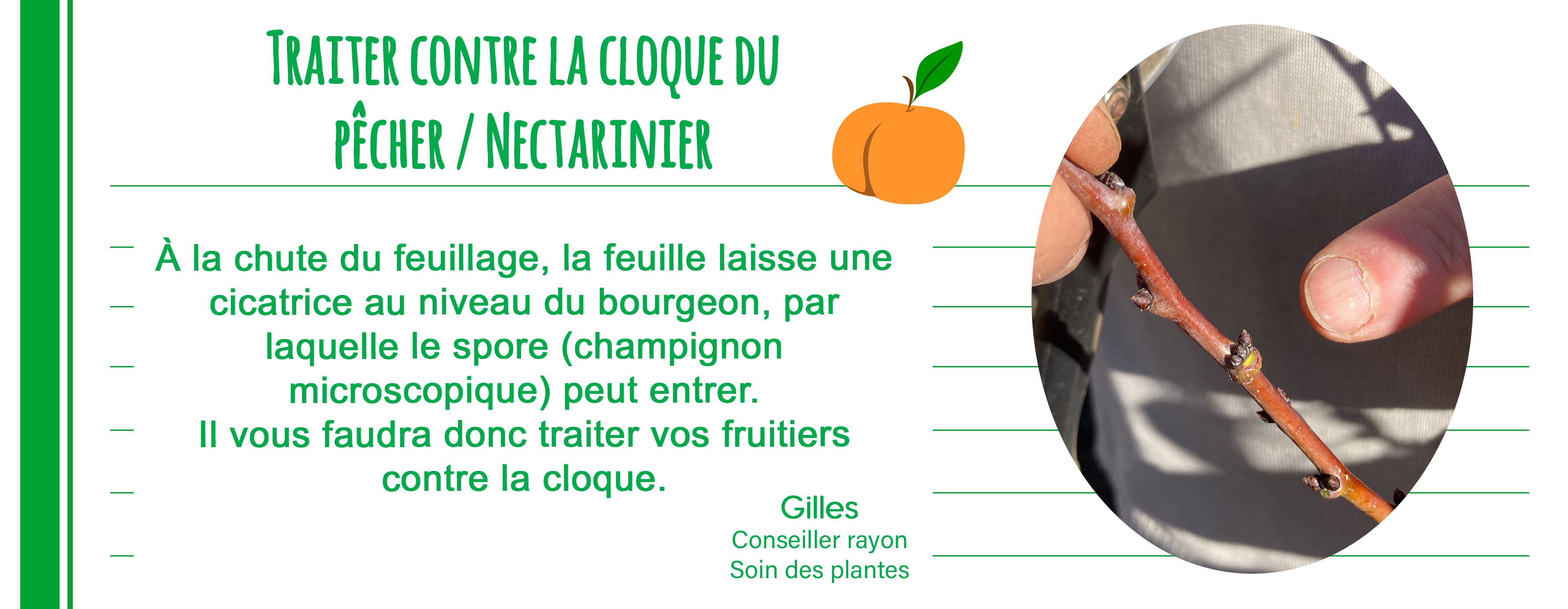 astuce, conseil, cloque du pêcher, traitement, Jardinerie Tarnaise, Albi, Castres, Fonlabour, Tarn